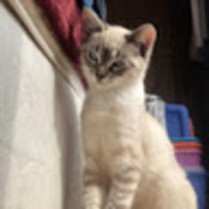 Meet your Posher, Daisy